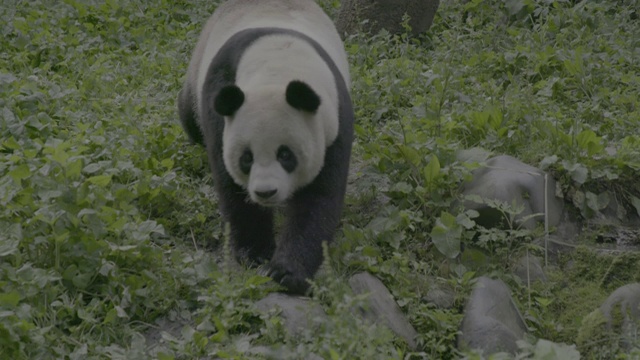 大熊猫走过卧龙大熊猫保护区视频下载