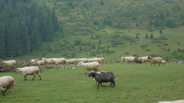 绿草地上的羊群视频素材