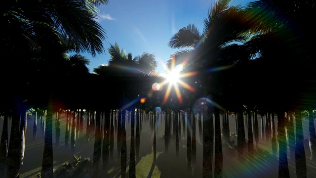 一片棕榈树林，摄像机从树顶升起视频下载