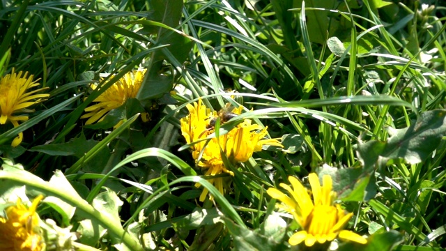 蜜蜂和蜘蛛在有草和蒲公英的花园里，慢镜头视频素材