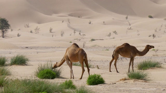 沙漠中吃青草的野骆驼。背景中开始出现沙丘。植物在风中摇曳。4 k视频下载