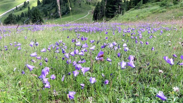紫色的花在风中视频下载