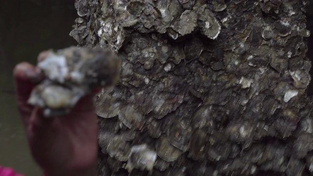 发现村民的贝壳。视频下载
