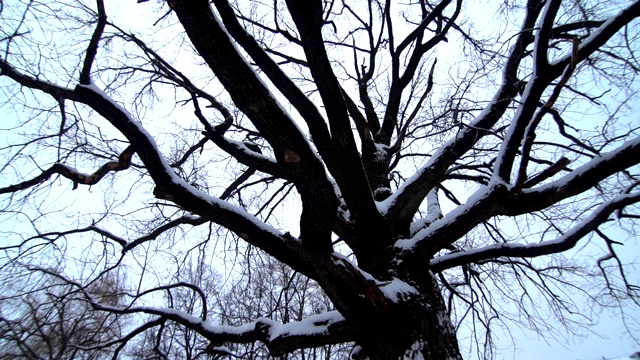 冬天的大树视频下载
