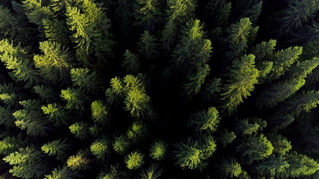 在夕阳的余晖中飞过美丽的绿色森林。高品质无人机拍摄的绿树，4K视频素材