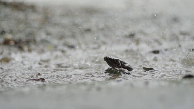 悲伤的青蛙坐在大雨下视频素材