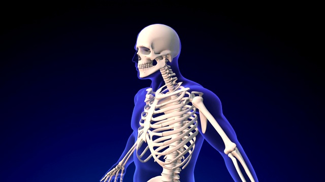人类骨骼视频下载