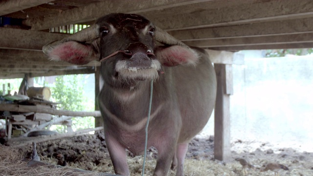 农场里的亚洲水牛。视频素材