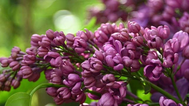 靠近紫丁香花视频素材
