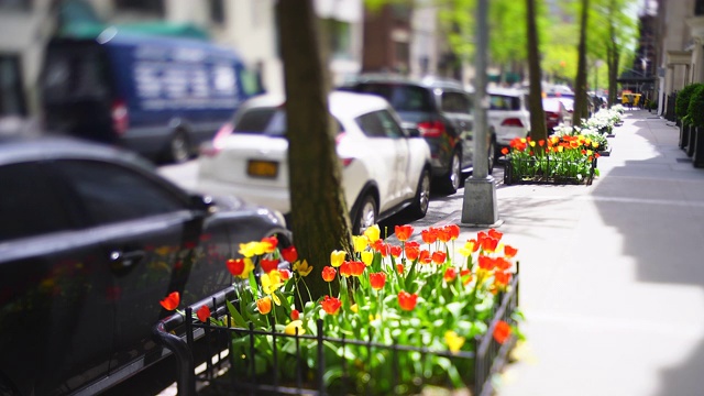 4月29日，春天的阳光照亮了美国纽约市曼哈顿上城区人行道上的郁金香。视频下载