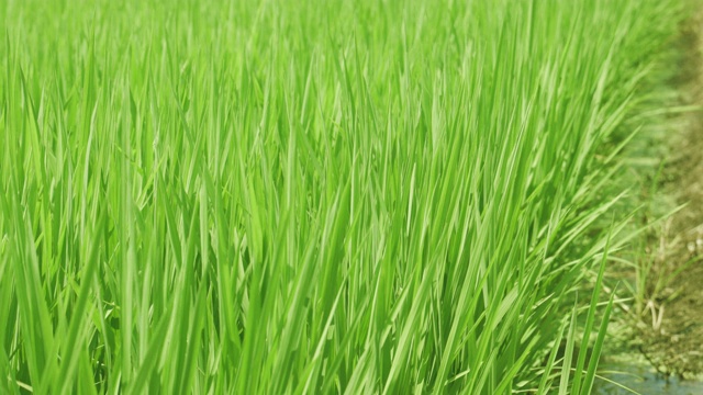 新鲜的稻田视频下载