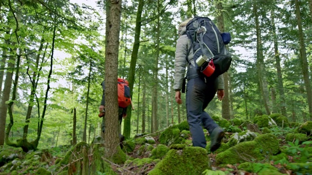 两位野外生存专家穿过森林视频下载