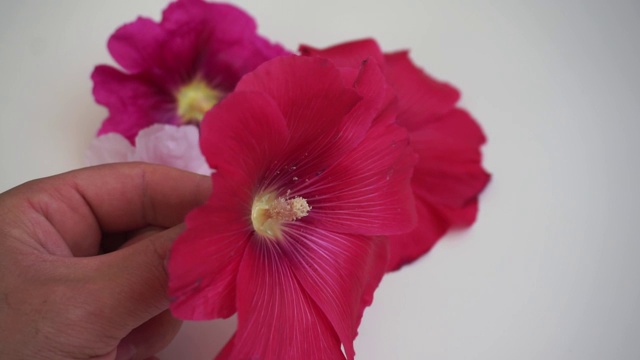 药用木槿花品种，锦葵科，白色，粉色和红色的木槿花，视频下载