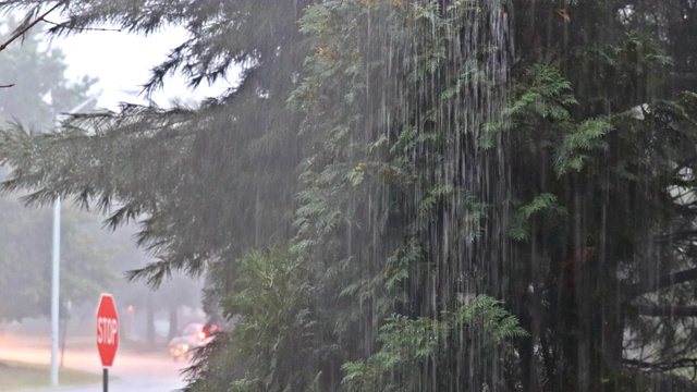 绿色的植物在下雨的时候非常强，夏雨在路上形成了水流。视频素材