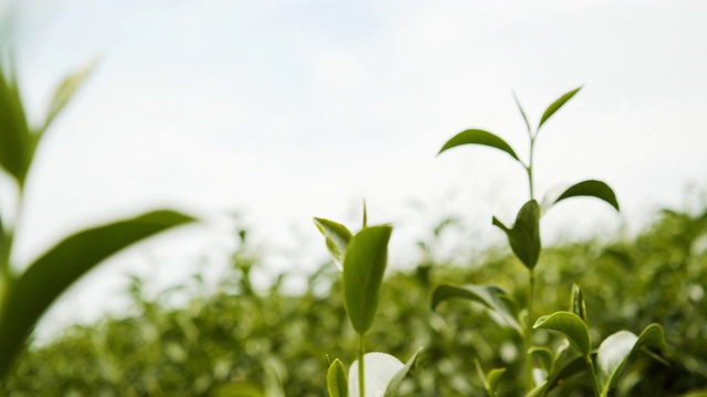 4k的新鲜有机绿茶视频素材