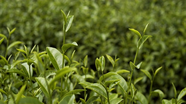 4k的新鲜有机绿茶视频素材