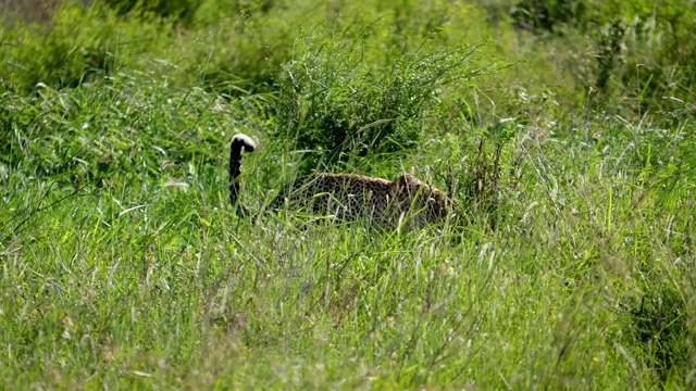 高草大草原上的野生非洲豹视频素材
