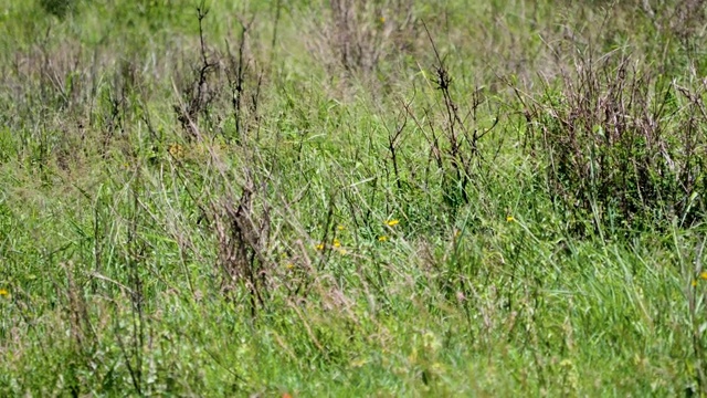 在大草原的高草丛中躲避猎物的野生非洲豹视频素材