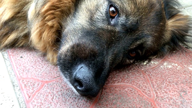毛绒绒的杂种狗或家犬的口鼻，躺在院子里向前看。视频素材