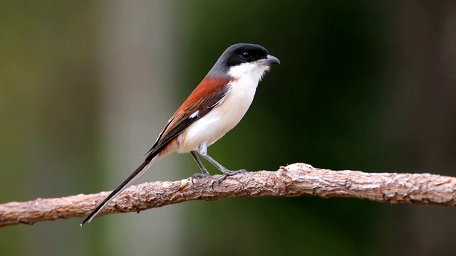 泰国美丽的鸟类栖息在树上视频素材