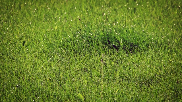 草地洒水器在夏季滚动的平移镜头视频下载