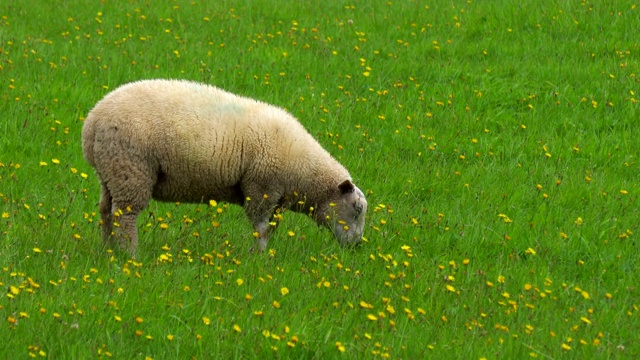 羊群在绿色的田野上视频素材