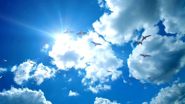 海鸥迎着美丽的蓝天飞翔，4K视频素材