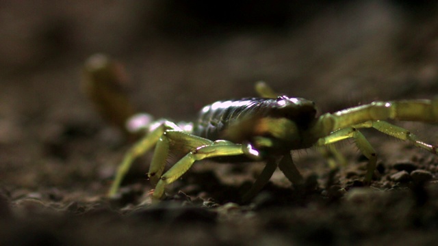 SLOMO沙漠毛蝎在沙漠，亚利桑那州，美国视频下载