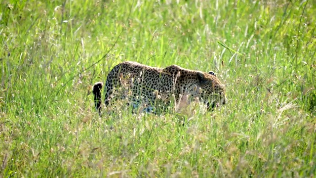 野生豹行走和隐藏在非洲大草原的高草视频素材