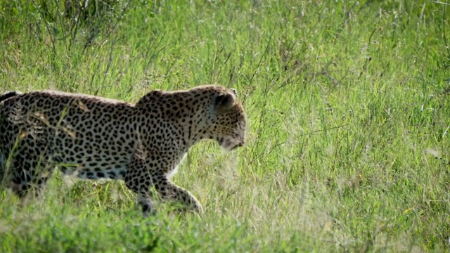 豹偷偷地躲在野生动物非洲大草原的高草上视频素材