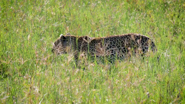 野生非洲豹在大草原的高草上行走视频素材