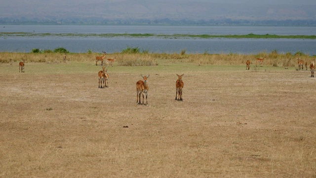 干旱季节在非洲野生草原湖岸的黑斑羚视频素材