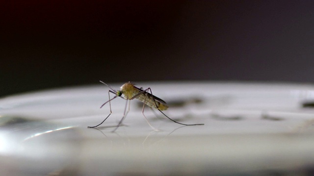 一只蚊子的诞生。视频素材