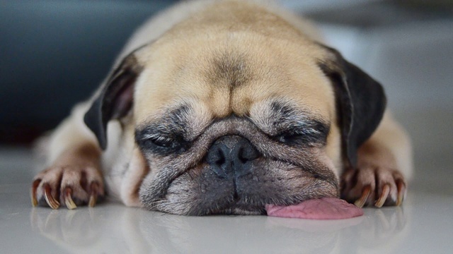 特写可爱的哈巴狗狗狗睡觉休息睁着眼睛通过下巴和舌头躺在地板上视频下载