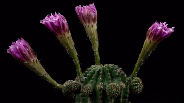 粉红花Echinopsis延时视频素材