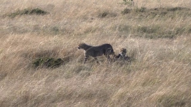 在肯尼亚的马赛马拉，年轻的猎豹开始奔跑视频素材