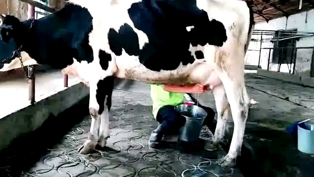 工人是挤奶的奶牛背景视频下载