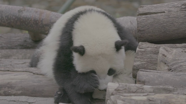 熊猫在卧龙熊猫中心玩耍视频素材