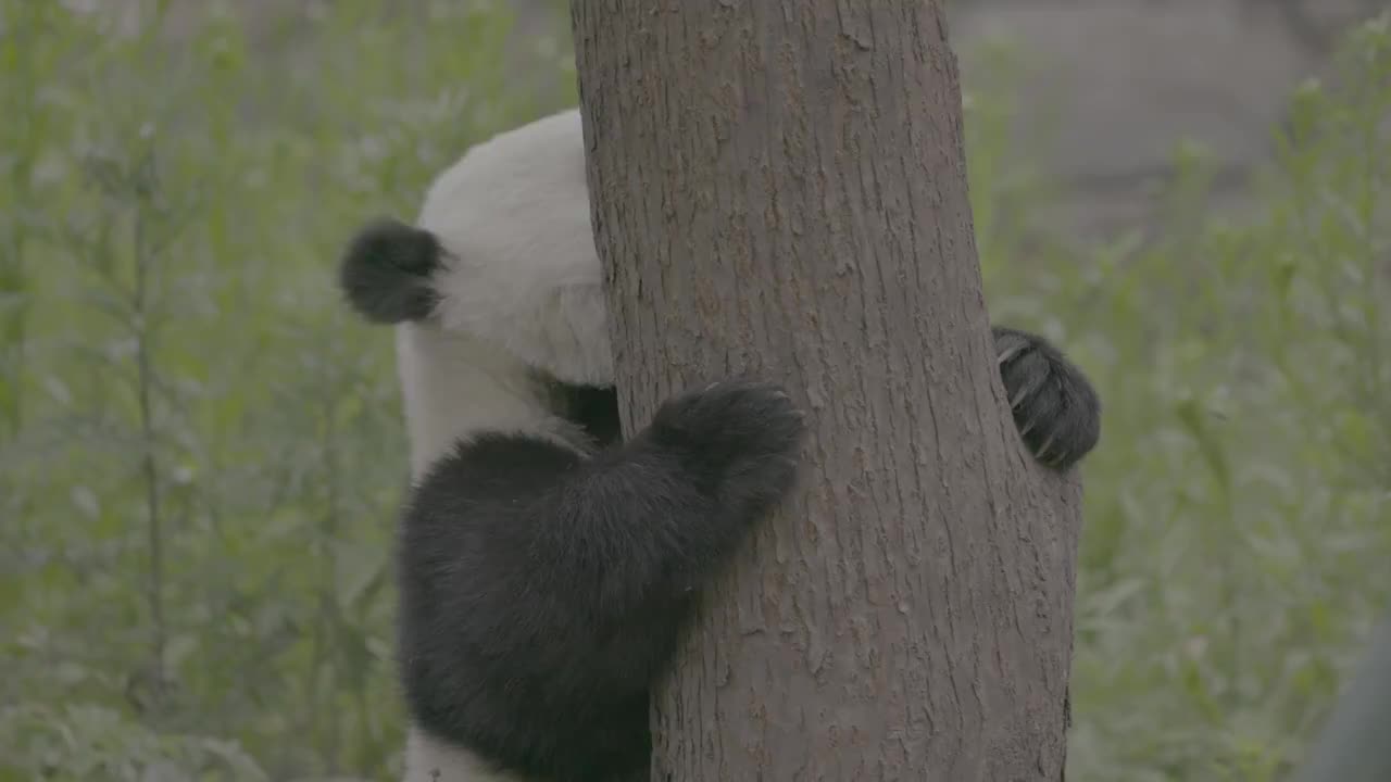 熊猫抱着树，卧龙熊猫中心视频素材