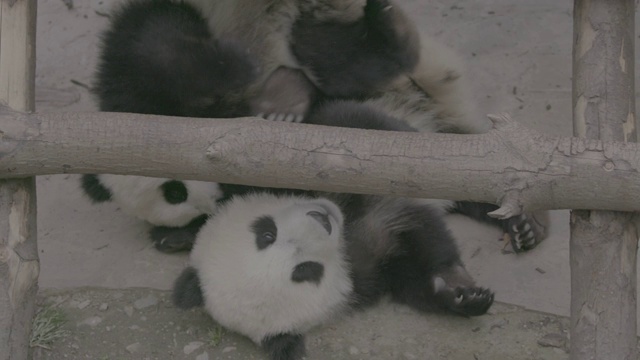 熊猫在卧龙熊猫中心玩耍视频素材