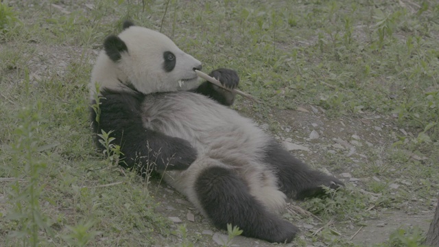 卧龙熊猫中心，熊猫仰面吃竹子视频素材