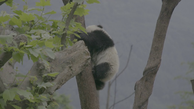 卧龙熊猫中心，熊猫从树上爬下来视频素材