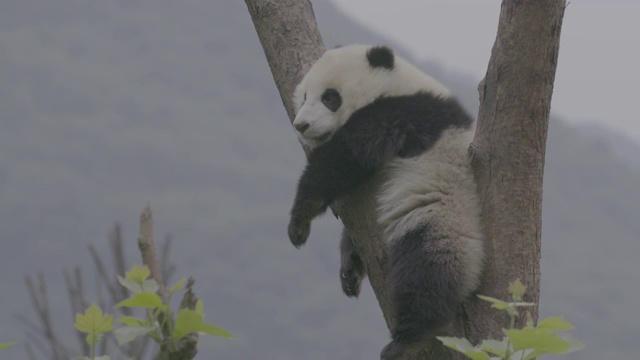 树上的熊猫，卧龙熊猫中心视频素材