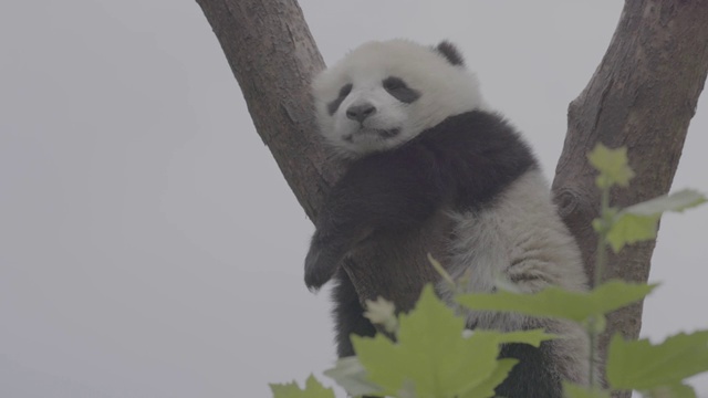 卧龙熊猫中心，熊猫在树上睡觉视频素材