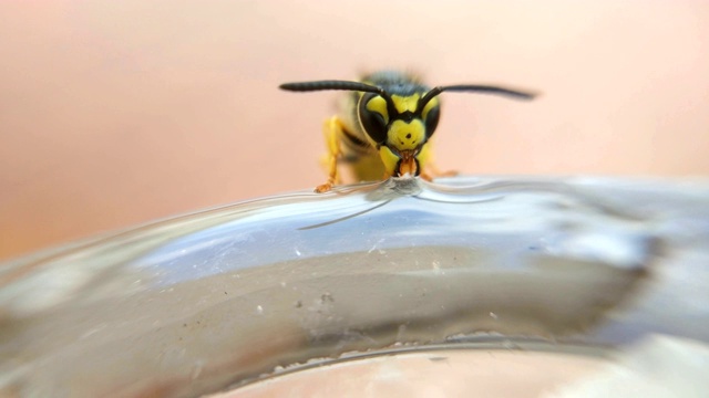 黄蜂饮水前视图视频下载