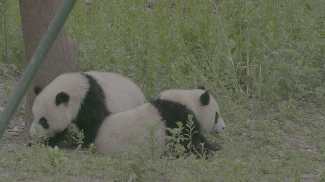 熊猫从树上掉下来，卧龙熊猫中心视频素材
