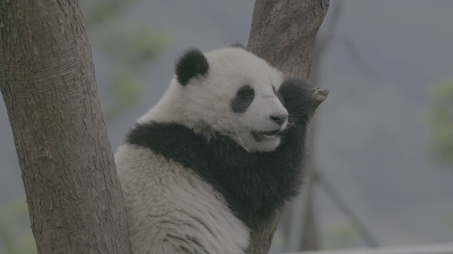 熊猫在树上打盹，卧龙熊猫中心视频素材
