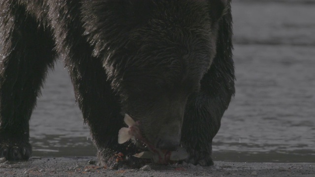 棕熊正在吃它抓到的鲑鱼视频素材