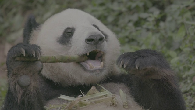 卧龙大熊猫保护区的大熊猫正在吃竹子视频素材