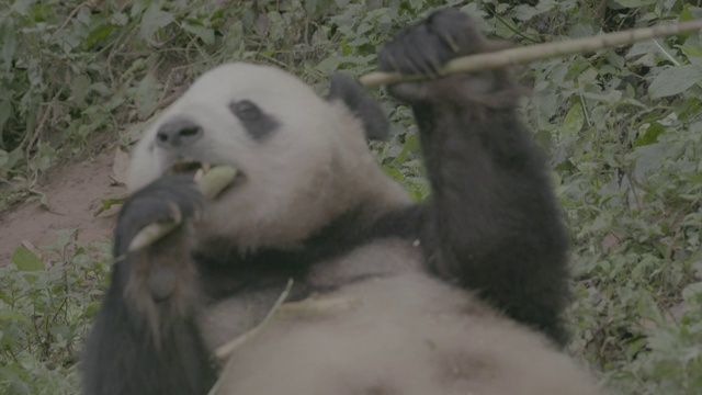 卧龙大熊猫保护区内的大熊猫仰面吃竹子视频素材